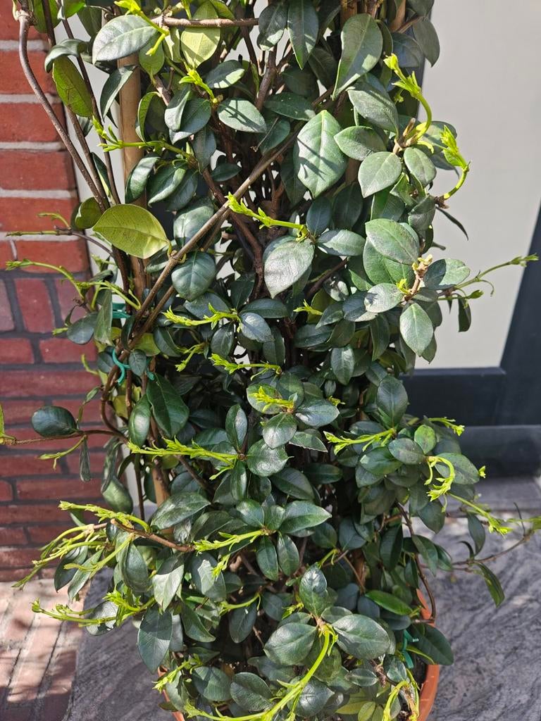 Toscaanse Jasmijn; enkele plant of pyramide, Tuin en Terras, Planten | Bomen, Volle zon, Ophalen of Verzenden, 100 tot 250 cm