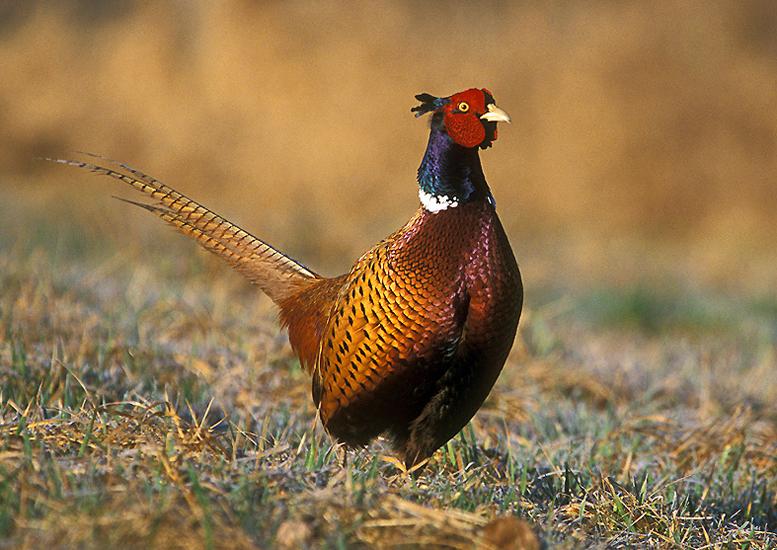 Broedeieren bosfazant, Geslacht onbekend, Overige soorten