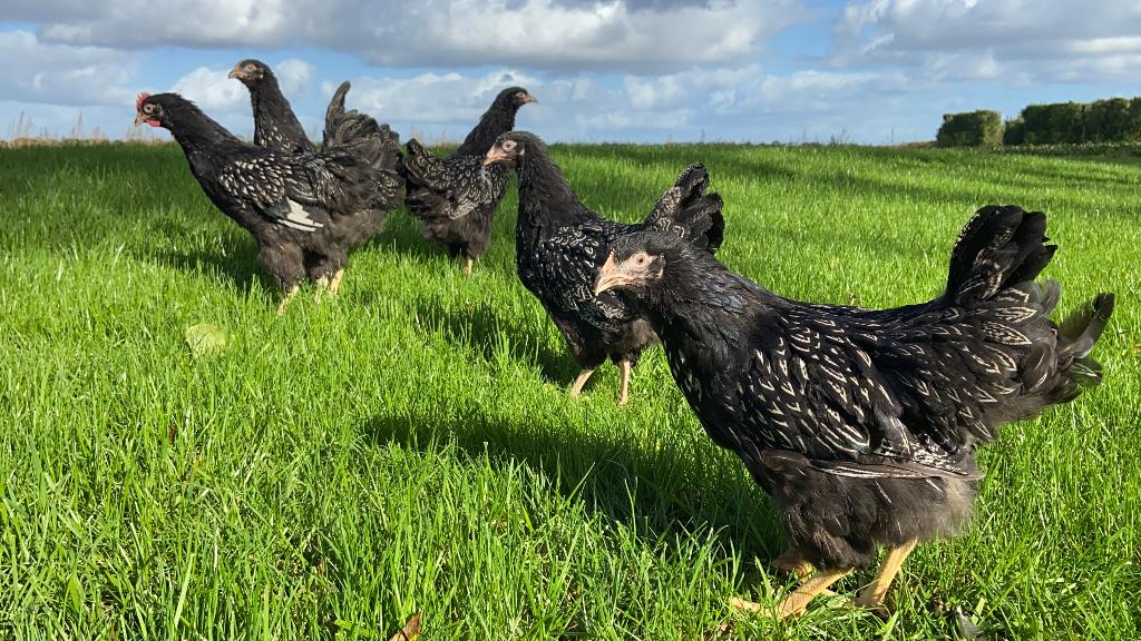 Jonge Barnevelder kippen zilver gezoomd gesekst en ingeënt, Dieren en Toebehoren, Pluimvee, Vrouwelijk, Kip