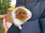 Jong cavia beertje, Cavia, Mannelijk, Januari, Tam