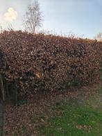 Beukenhaag gratis, Tuin en Terras, Planten | Struiken en Hagen, Ophalen, Beukenhaag, 100 tot 250 cm