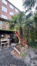 palm boom te koop, Tuin en Terras, Planten | Bomen, 100 tot 250 cm, Zomer, Palmboom, Ophalen