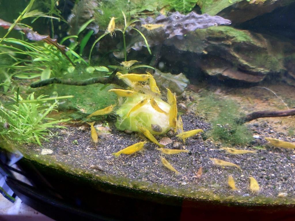 Gele backstripe garnalen., Dieren en Toebehoren, Vissen | Aquariumvissen, Kreeft, Krab of Garnaal
