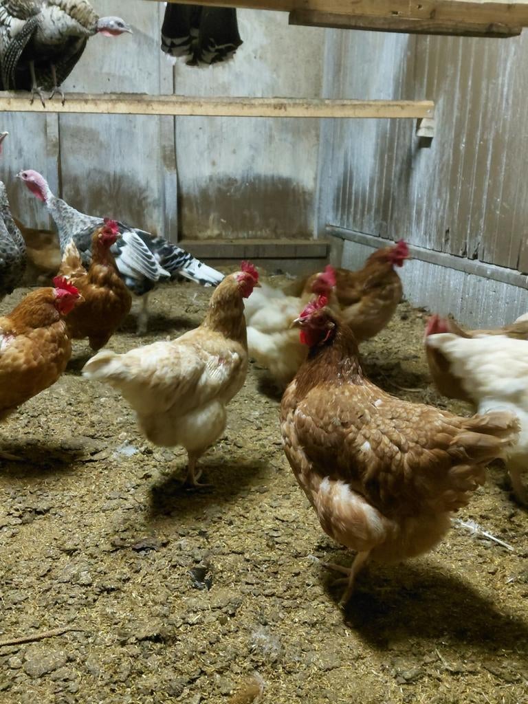 Lohmann kippen, Dieren en Toebehoren, Pluimvee, Vrouwelijk, Kip