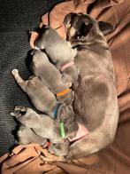 Mooie Franse bulldog pups, Bulldog, Meerdere, Meerdere dieren, Nederland