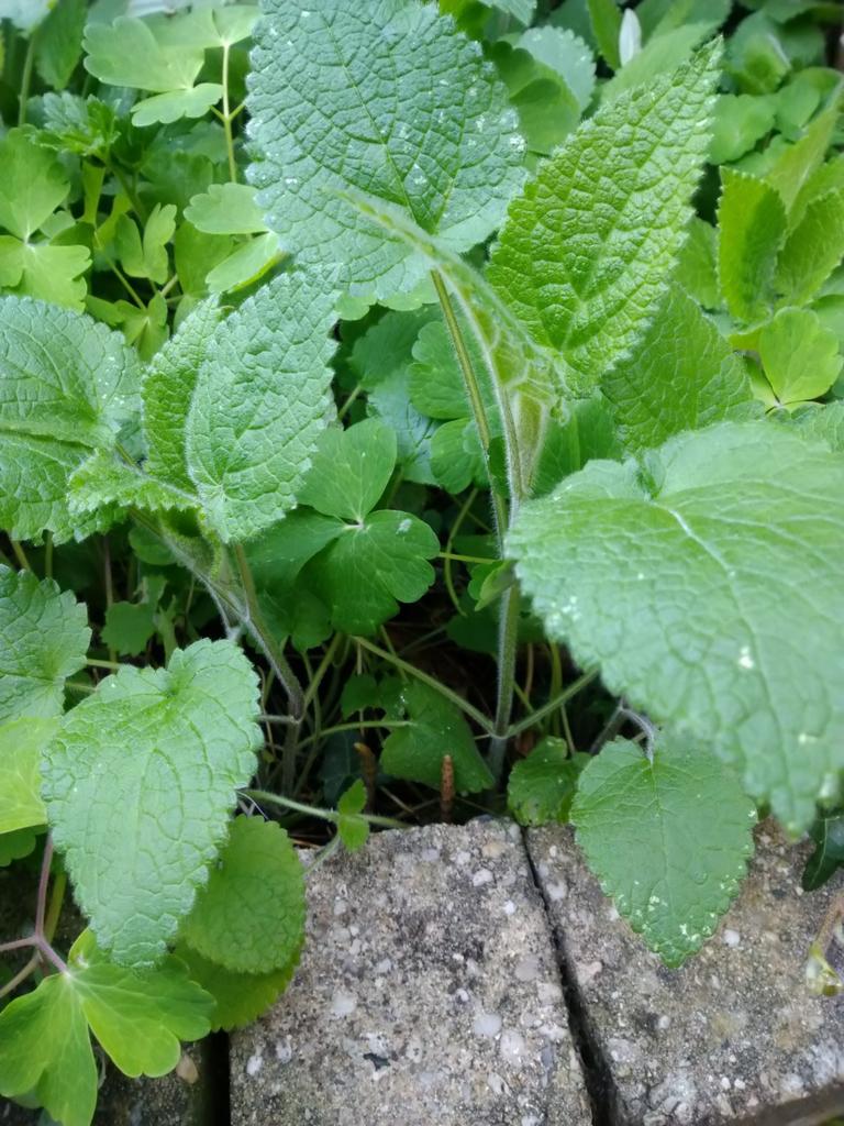 Buiten stekjes, Ophalen, Overige soorten, Volle zon