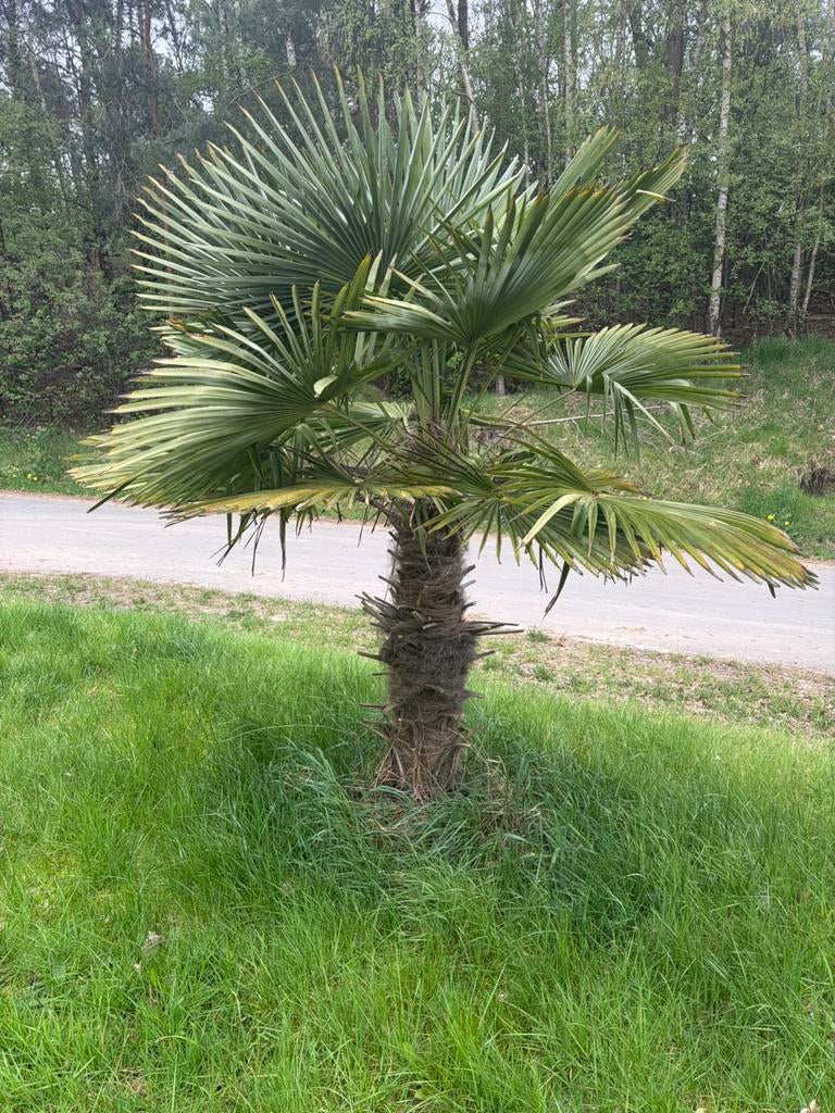 Palmbomen, 100 tot 250 cm, Zomer, Palmboom, Ophalen