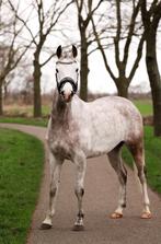 Lieve 4,5 jarige ruin, Dieren en Toebehoren, Paarden, Gechipt, Minder dan 160 cm, B, Ruin