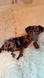 Lovely, playful, Jack Russell, België, Particulier, Jack Russell Terriër, Reu