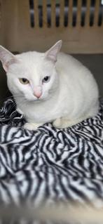 Poes/ kater zoekt baasje, Meerdere dieren, Kortharig, 0 tot 2 jaar