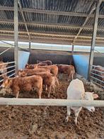 Limousin koeien en pinken, Vrouwelijk