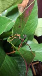 Nimfjes Australische Flappentak - Extatosoma Tiaratum - PSG9, Dieren en Toebehoren