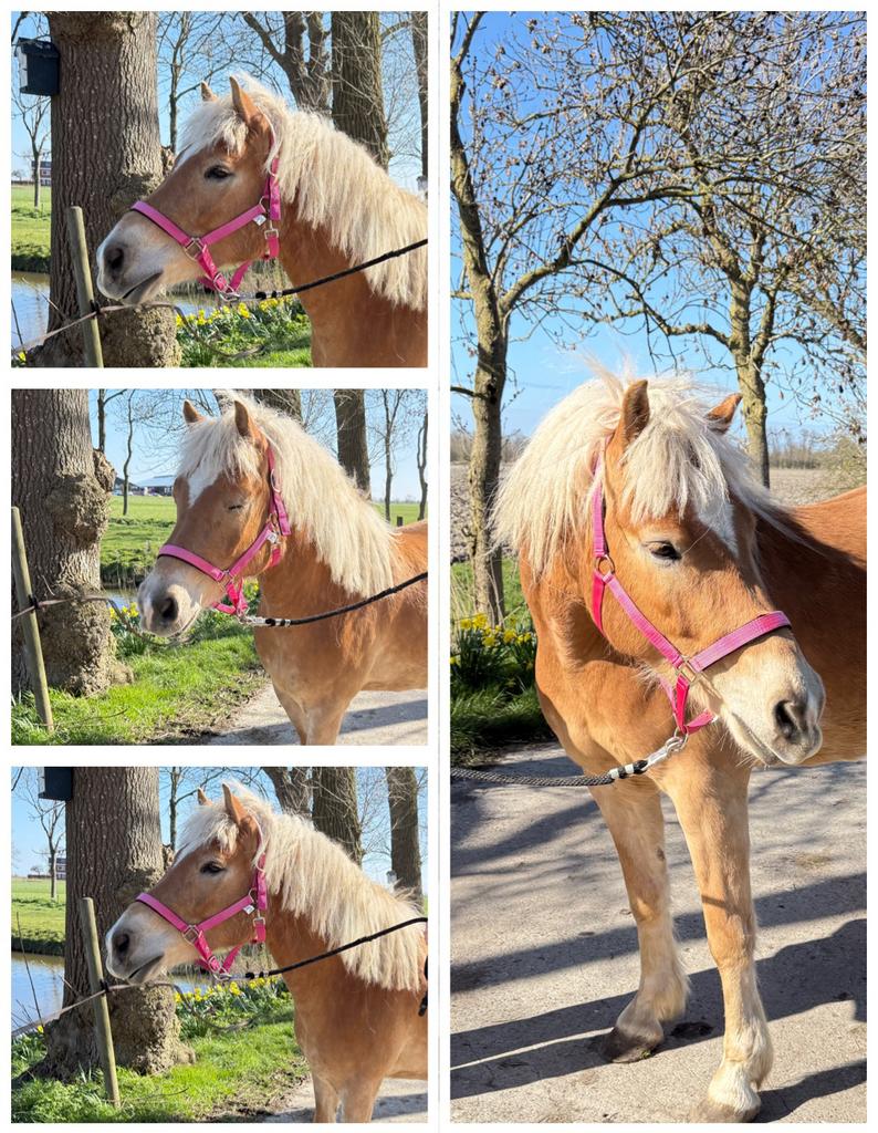 Haflinger, Dieren en Toebehoren, Pony's, Ruin, Onbeleerd, E pony (1.48m - 1.57m), Recreatiepony, 3 tot 6 jaar, Met stamboom, Gechipt