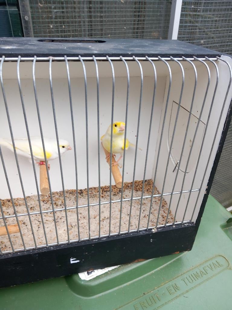 Geel mozaïek kanaries, Dieren en Toebehoren, Meerdere dieren, Kleurkanarie