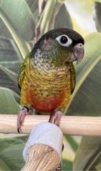 Pyrrhura,s, Dieren en Toebehoren, Vogels | Parkieten en Papegaaien, Meerdere dieren, Parkiet, Geringd