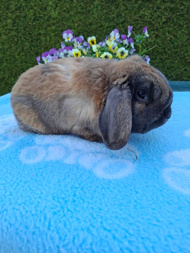 LIEF NHD KONIJN, Dieren en Toebehoren, Mannelijk, Dwerg, Hangoor