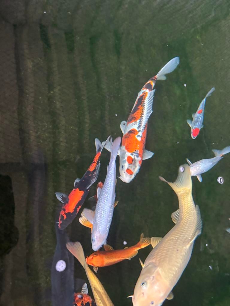 Koi karpers, Karper of Koi