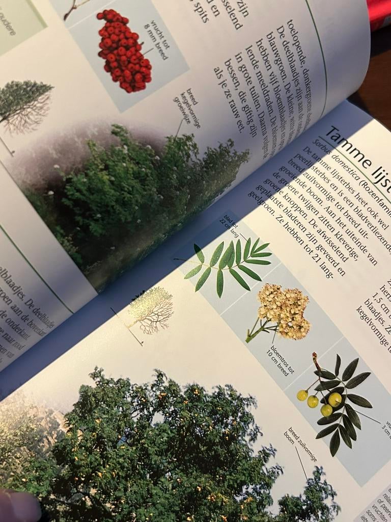 Bomen & Struiken bijna gratis, Ophalen, Zo goed als nieuw, Bloemen, Planten en Bomen