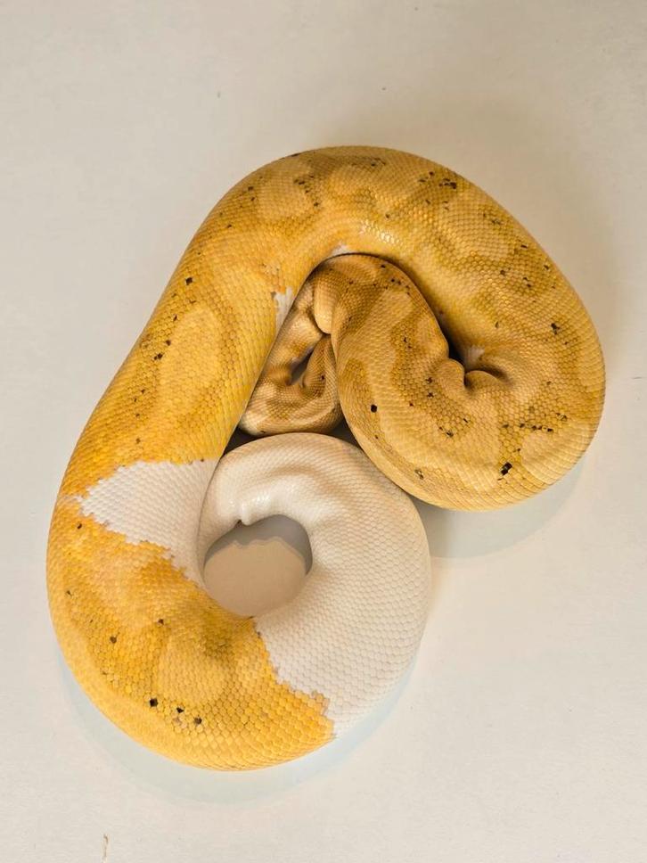 0.1 banana pied ball python Ball Python - female for sale from martijn