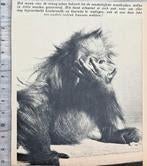 Artis 1955; orang-oetan eet heel smakelijk, Verzenden, 1940 tot 1960, Gebruikt, Dier