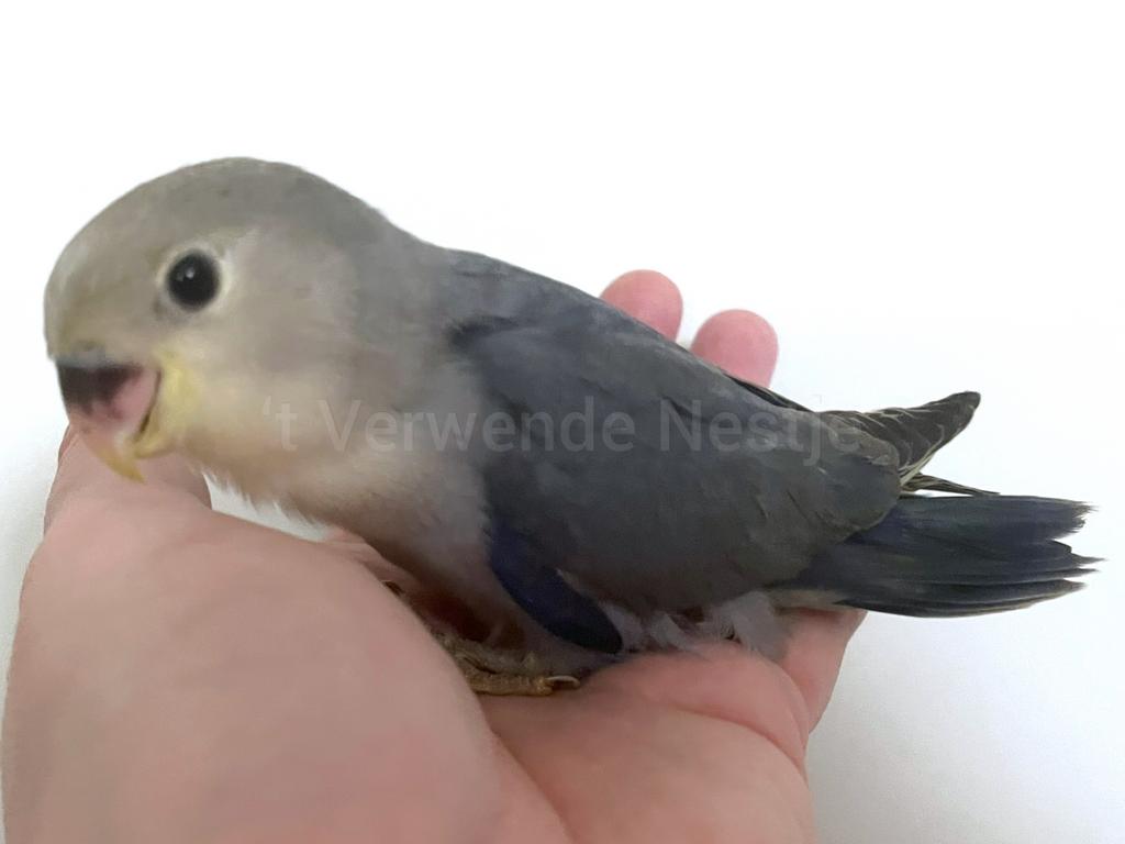 Supertamme jonge Agapornis Roseicollis mannetjes, Mannelijk, Dwergpapegaai of Agapornis, Geringd