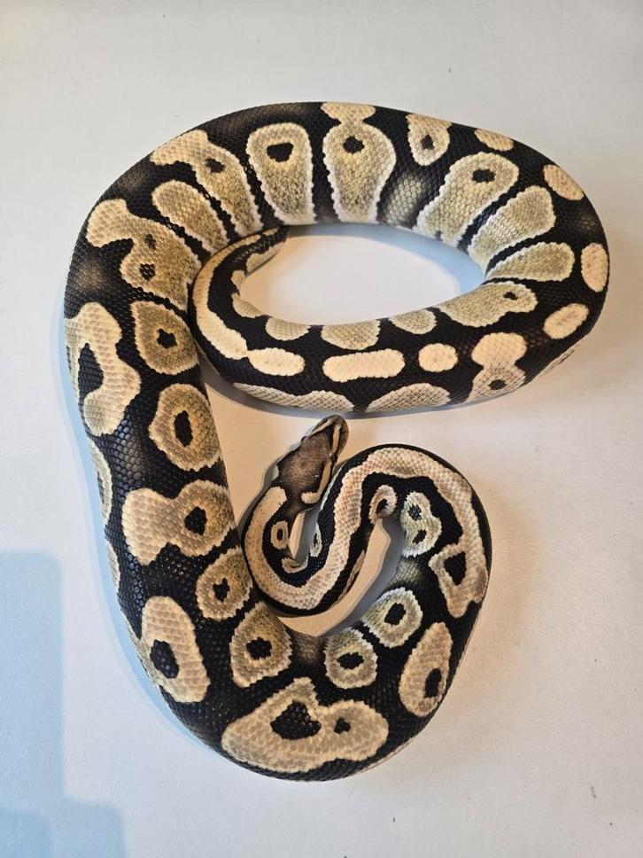 0.1 dg het clown Ball Python - female for sale from martijn