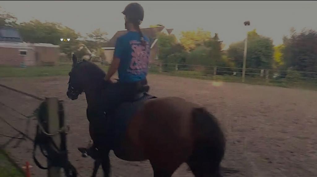 Vezorgpaard/bijrijdpaard gezocht, Ophalen of Verzenden, Nieuw, Springen