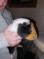 2 cavia beertjes van 1 jaar, April, Mannelijk, Cavia