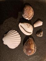 Diverse Schelpen Collectie, Verzamelen, Ophalen, Schelp(en)