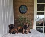 Prachtige kruising shih-tzu  mini labradoodle reutjes, HCC (leverziekte), Reu, 8 tot 15 weken, Meerdere