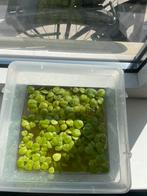 Kikkerbeet, Dieren en Toebehoren, Ophalen, Zo goed als nieuw, Plant(en), Steen of Hout