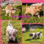 Shihpoo pups, Dieren en Toebehoren, Parvo, Overige rassen, 8 tot 15 weken, Meerdere