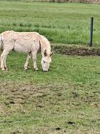 Ezel hengst, Dieren en Toebehoren, Overige Dieren, Juni, Mannelijk