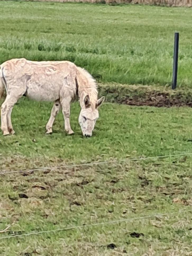 Ezel hengst, Dieren en Toebehoren, Overige Dieren, Mannelijk, Juni