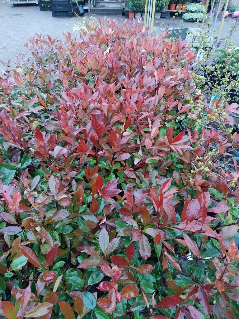 Photinia Red Robin - Glansmispel 60-80 cm, Tuin en Terras, Volle zon, Vaste plant, Lente, Ophalen