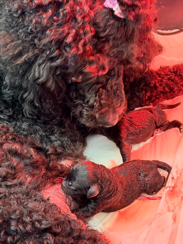 Labradoodles, Dieren en Toebehoren, Honden | Niet-rashonden, Groot, Meerdere dieren, Particulier, Meerdere, Nederland, 8 tot 15 weken