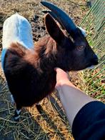 Mooie lieve geit, Dieren en Toebehoren, Schapen, Geiten en Varkens, Mannelijk, Geit
