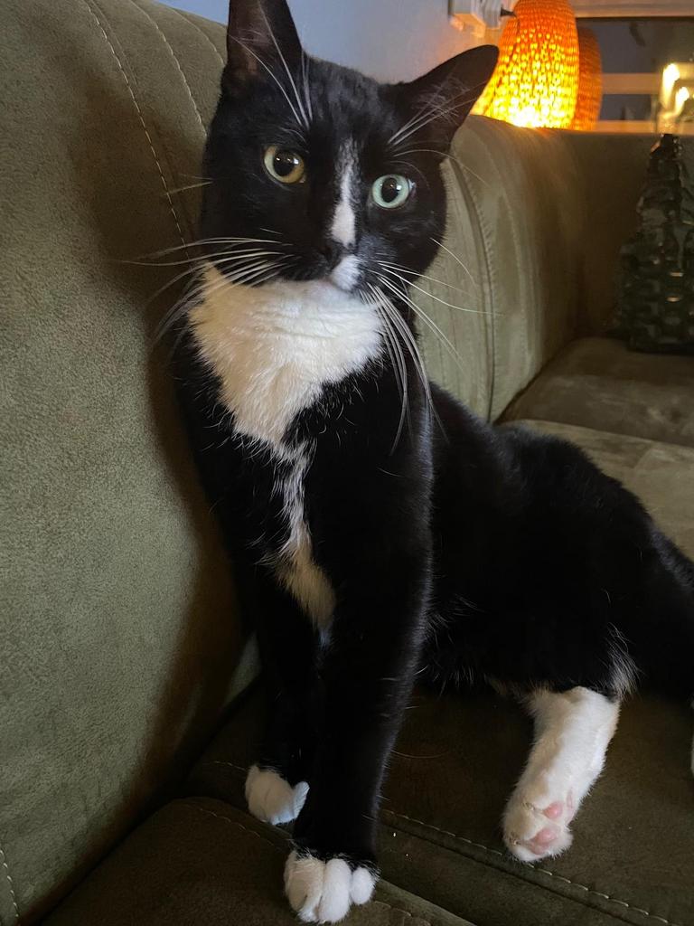 Gouden mandje gezocht voor Sonny!!!, Kater