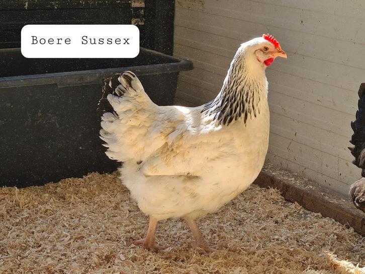 Diverse  kippen te koop, Dieren en Toebehoren, Pluimvee, Kip, Vrouwelijk