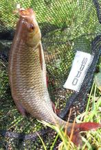 2 Sets van stuks 4 Forel-Ruisvoorn-Baars Propellervliegen, Ophalen, Nieuw, Complete set