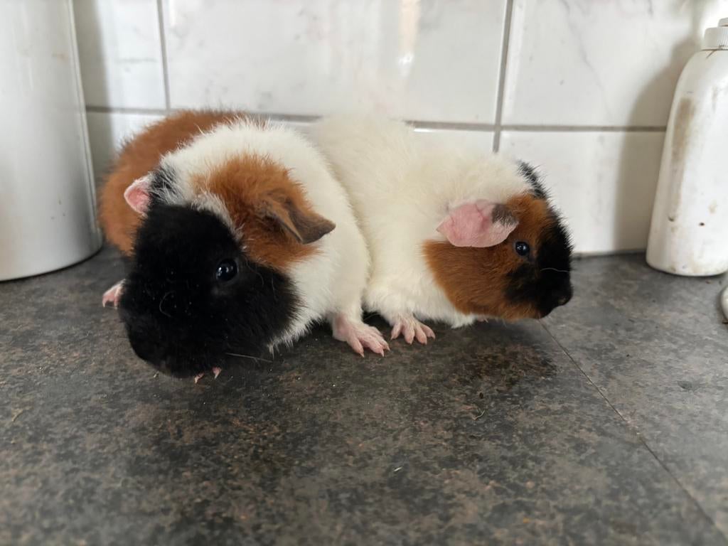 US-teddy beertjes met stamboom, Dieren en Toebehoren, Cavia, Februari, Mannelijk, Tam