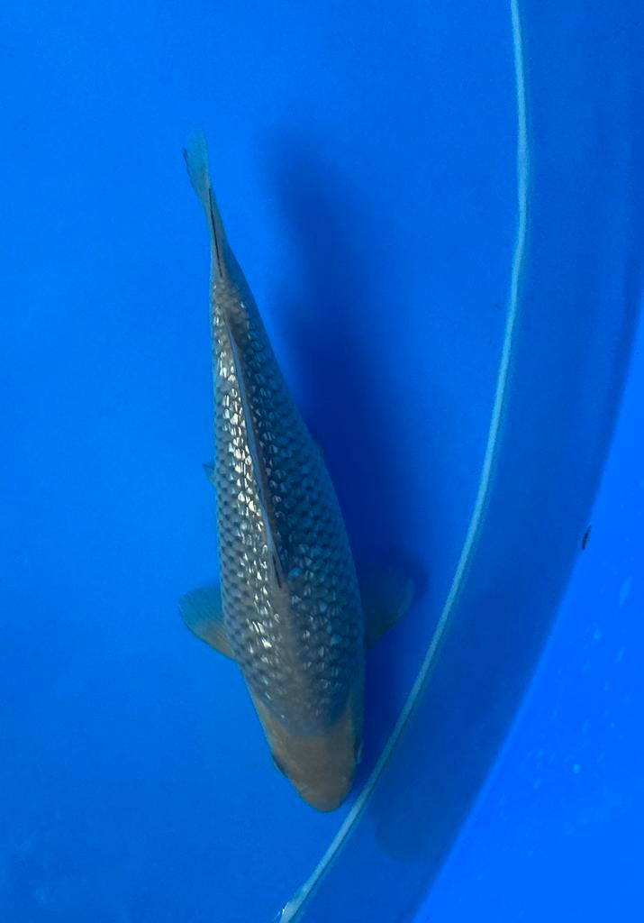 Ginrin soragoi hirasawa, Dieren en Toebehoren, Vissen | Vijvervissen, Karper of Koi