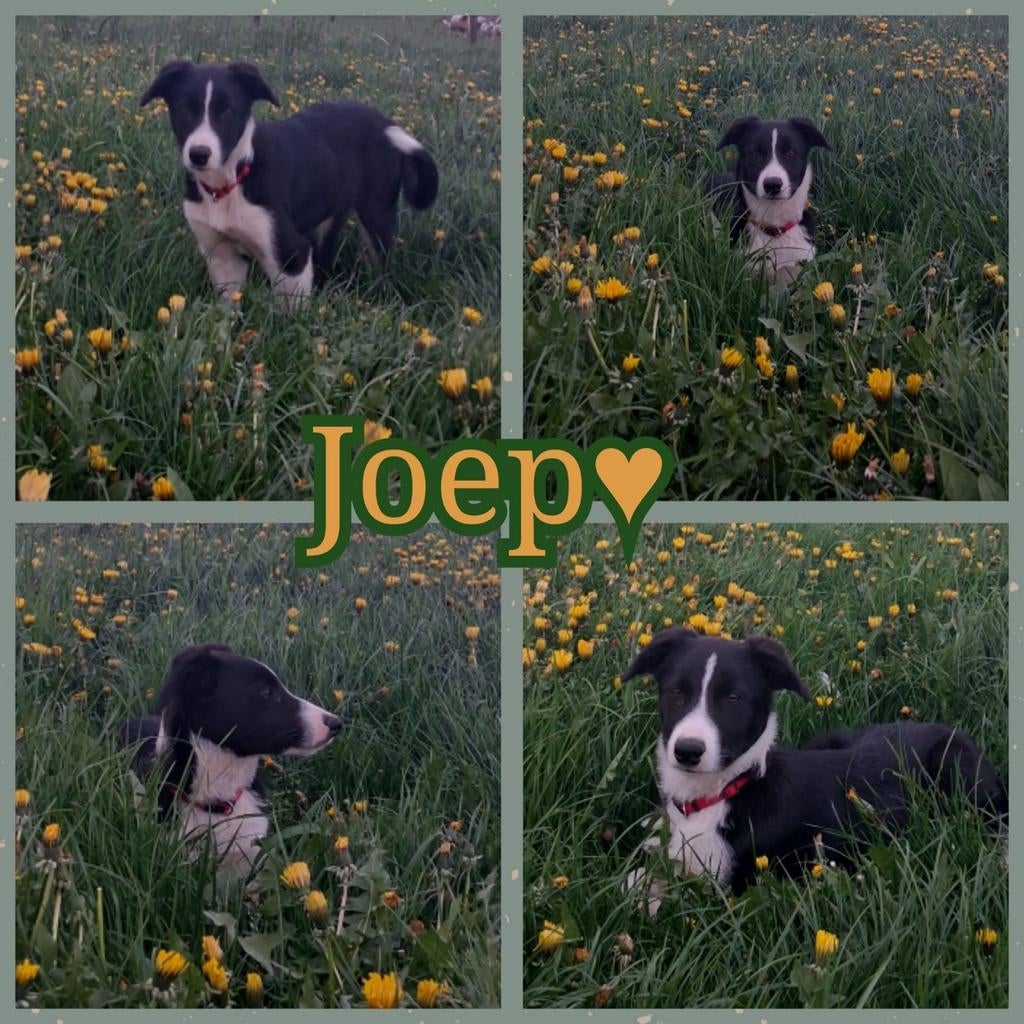 Border collie pup, Reu, 8 tot 15 weken, Eén hond, Nederland