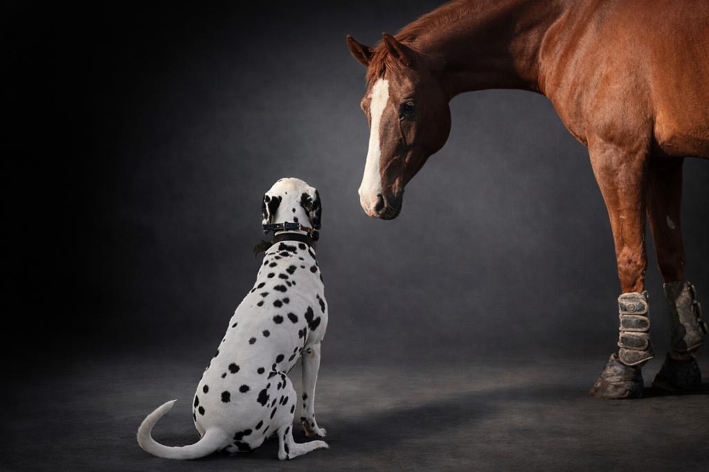 Dekreu Dalmatiër, Dieren en Toebehoren, 6 jaar of ouder, België, Particulier, Reu