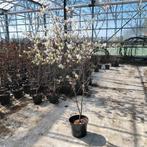 Meestammige Krentenstruiken (Amelanchier) in pot. Me, Tuin en Terras, Planten | Bomen, Lente, 100 tot 250 cm, Volle zon, In pot