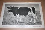 Oude prent - Kampioens koe - Inca - 1948 !!, Verzamelen, Ophalen of Verzenden, Voor 1940, Gebruikt, Overige onderwerpen