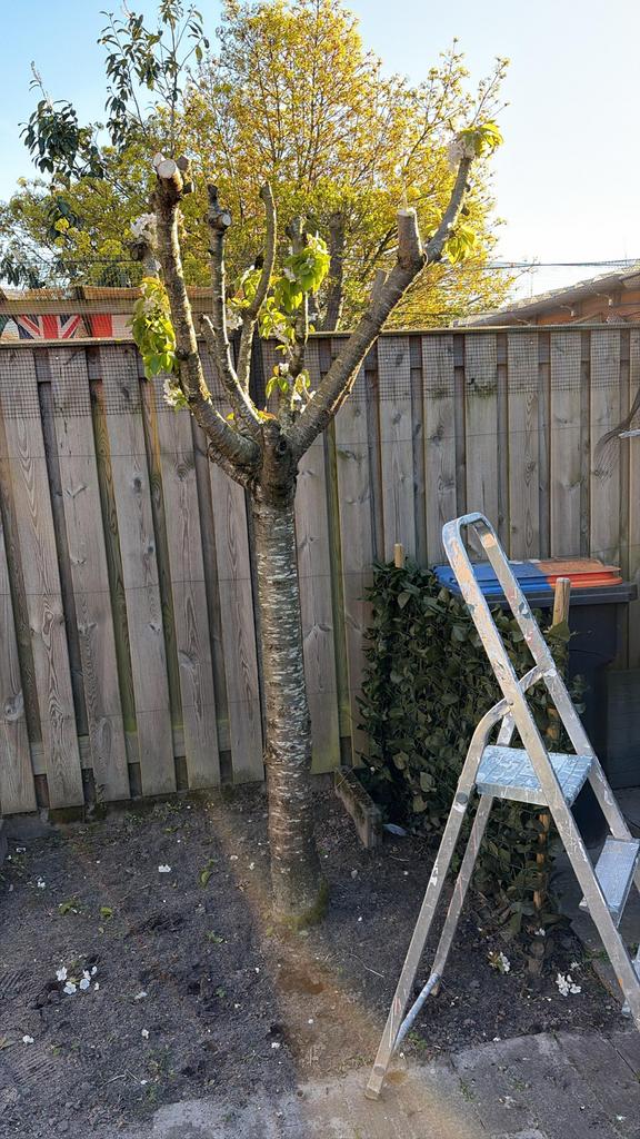 Kersenboom gratis af te halen, Tuin en Terras, Planten | Bomen, Overige soorten, 100 tot 250 cm, Volle zon, Lente, Ophalen