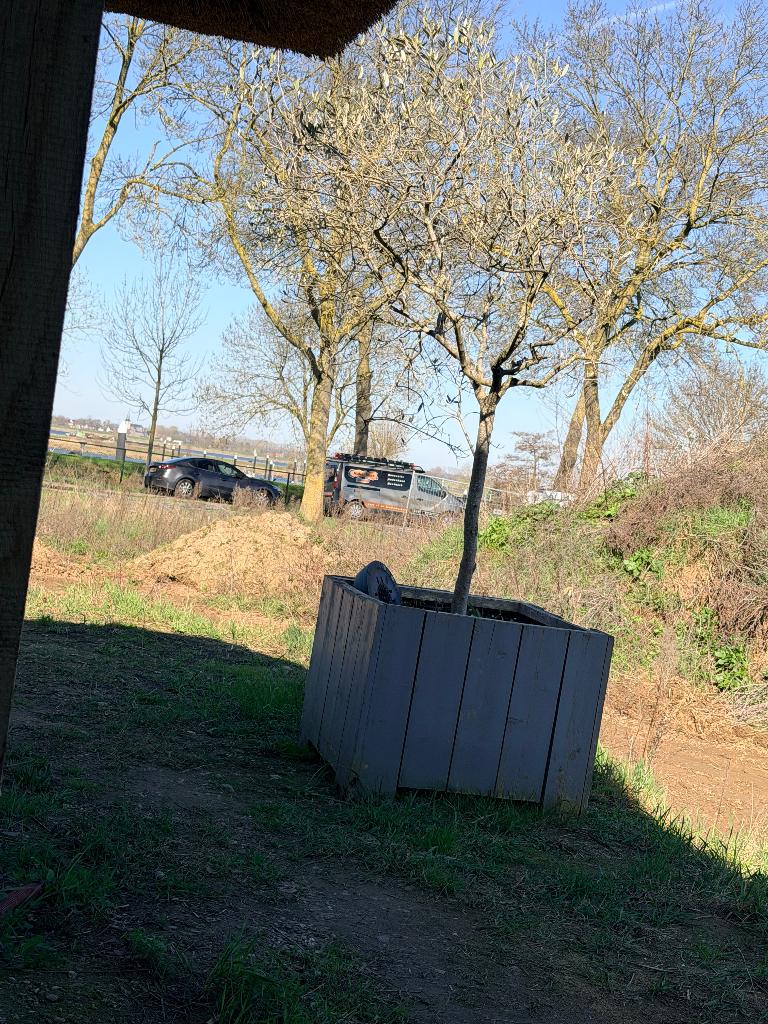 2x Olijfboom, 100 tot 250 cm, Olijfboom, Zomer, Ophalen