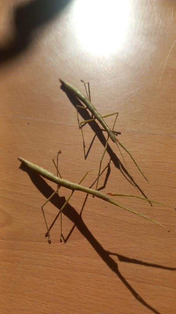 2 Indische wandelende takken, Wandelende tak