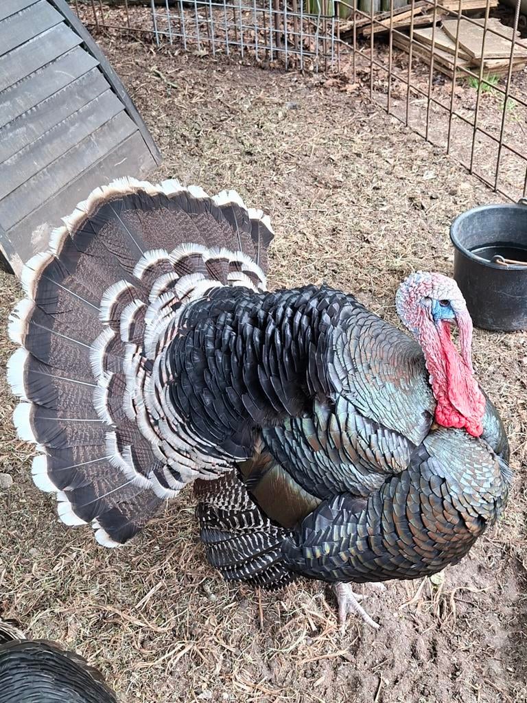 Bronzen kalkoen eieren, Geslacht onbekend, Kalkoen